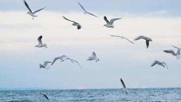 seagulls on the autumn sea beach video