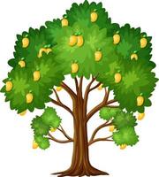 Yellow mango tree isolated on white background vector