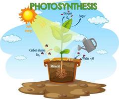 Diagram showing process of photosynthesis in plant vector