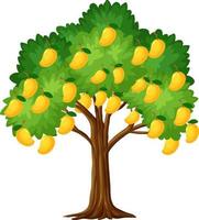 Yellow mango tree isolated on white background vector