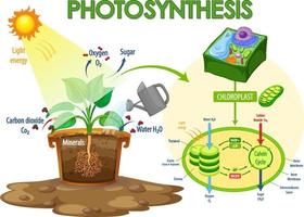 Diagram showing process of photosynthesis in plant vector