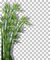 Bamboo tree on grid background vector