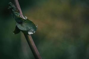 Drop of water on a leaf photo