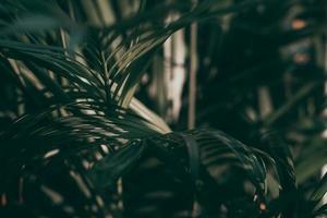 Blurred tropical green leaf background, Dark tone theme. photo