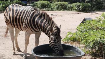 Zebra drinking water