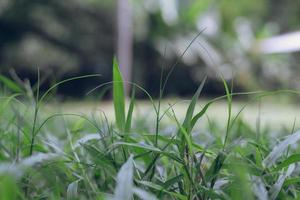 emerging young grass with fresh green background photo