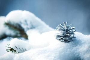 frost and snow on green needles of fir trees photo