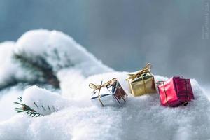 frost and snow on green needles of fir trees photo