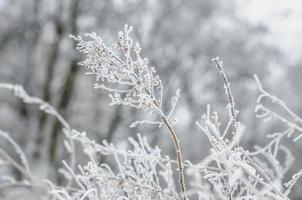 frost and snow on dry forest bushes photo
