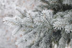 frost and snow on green needles of fir trees photo