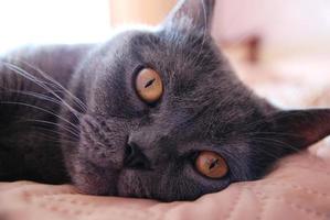 a gray cat of British or Scottish breed lies on the bed photo