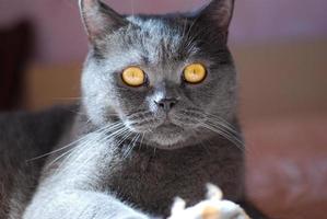 a gray cat of British or Scottish breed lies on the bed photo