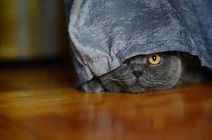 a gray cat of British or Scottish breed lies on the bed photo