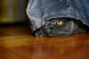 a gray cat of British or Scottish breed lies on the bed photo