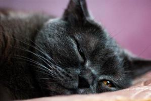un gato gris de raza británica o escocesa yace en la cama foto
