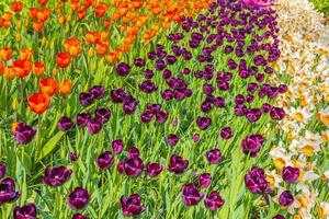 Purple orange tulips daffodils in Keukenhof park Lisse Holland Netherlands photo