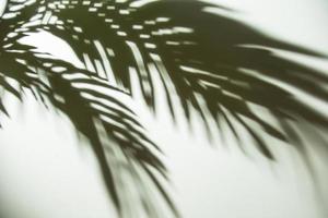 dark shadow palm leaves background