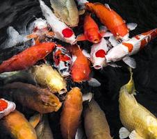 Vista superior de coloridos peces koi