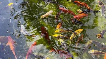 Colorful Fishes in a Green Lake video