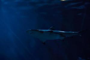 A shark inside the ocean photo