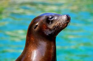 Close up of Sea Lion photo