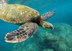 sea turtle swimming in the sea