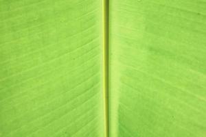 banana leaf texture photo