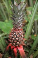 fruta tropical de piña foto