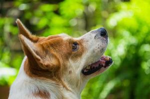 cute dog in a sunshine day photo