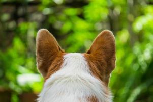 beautiful close-up dog from behind view photo