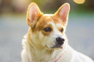 cute dog in a sunshine day photo