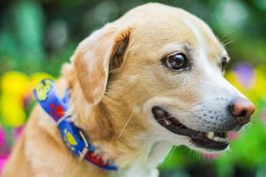 cute dog in a sunshine day photo