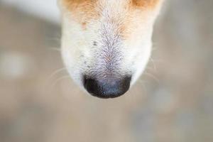 centrarse en la nariz del perro foto