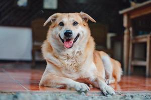 lindo perro en un día soleado foto