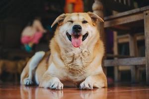 cute dog in a sunshine day photo