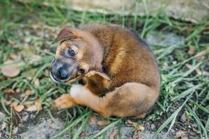 un perro intenta rascarse la piel. foto