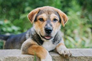 Cute puppy dog in the garden photo