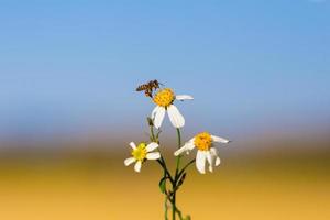 abeja en una flor foto