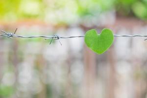 a heart shape leaf on the barbed wire. A symbol of heart disease, broken heart or health problems about heart.