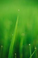 Fresh morning water dew on a green rice leaf in early morning sunrise. Beautiful green natural background. photo