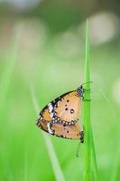 butterfly is sucking the flower. photo