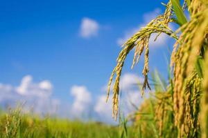 Thailand rice field with blue sky and white cloud photo