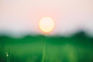 rocío de agua fresca de la mañana en una hoja de arroz verde en el sol de la mañana. hermoso fondo natural verde. foto