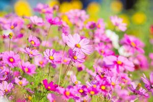 Cosmos flowers in the garden photo