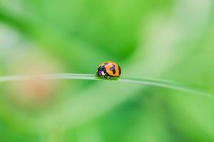 lady bug on a leaf, close up picture for natural green background. photo