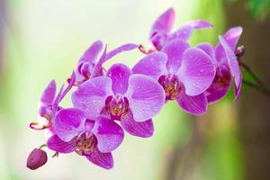 Purple and pink orchids flower