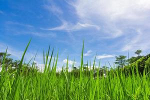 Thailand rice field with blue sky and white cloud photo