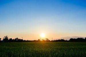 Thailand rice field with blue sky and white cloud photo