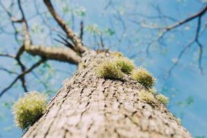 a tree from the bottom view. Deforestation and Its Extreme Effect on Global Warming. photo