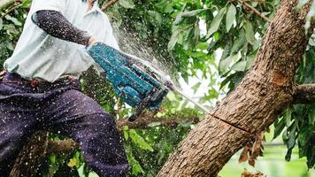 Woodman usa su motosierra para cortar el árbol. la deforestación y su efecto extremo sobre el calentamiento global foto